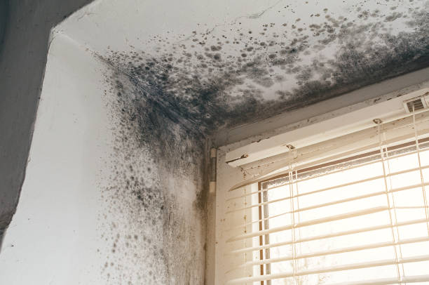 Trusted Black Mold Removal service in York, PA - Cheap Mold Removal